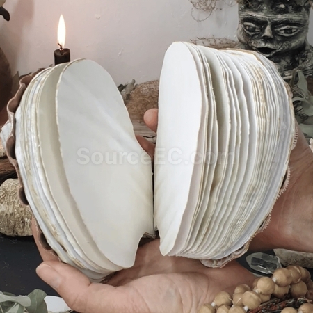 Customization Shell Shaped Notebook Corporate Gifts